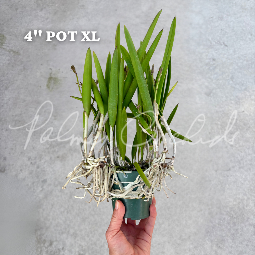 B. Little Stars — Palmer Orchids